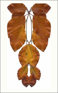 Beech yellow